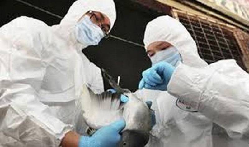 Ραγδαία αύξηση κρουσμάτων γρίπης των πτηνών