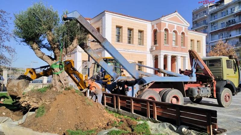 Βέροια: Μια αιωνόβια ελιά στην πλατεία Ωρολογίου