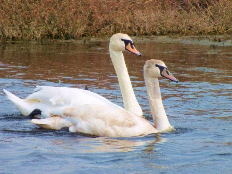 Ανιχνεύτηκε ιός της γρίπης των πτηνών σε έναν ημιθανή βουβόκυκνο