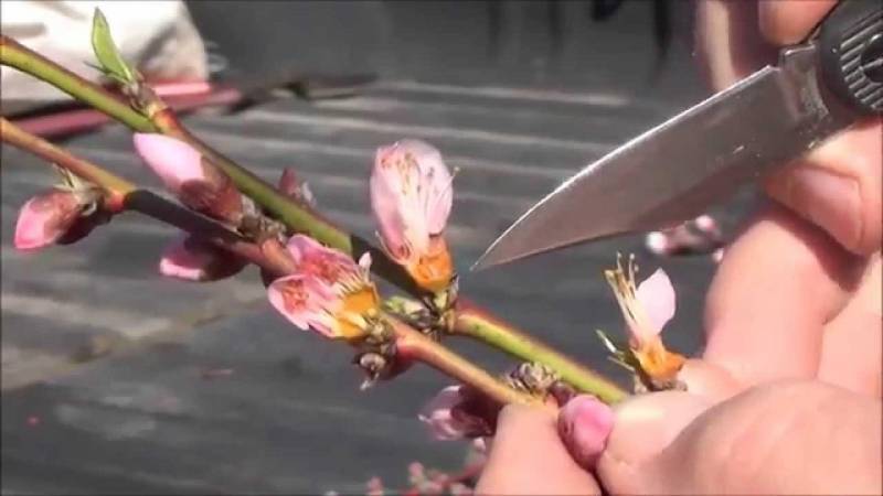 Αναγγελία ζημιάς για παγετό στον δήμο Αλεξάνδρειας
