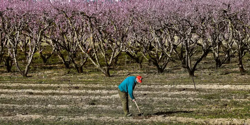 Συνεχίζεται η υποβολή αιτήσεων για ζημιές παγετού στην Ενότητα Αποστόλου Παύλου