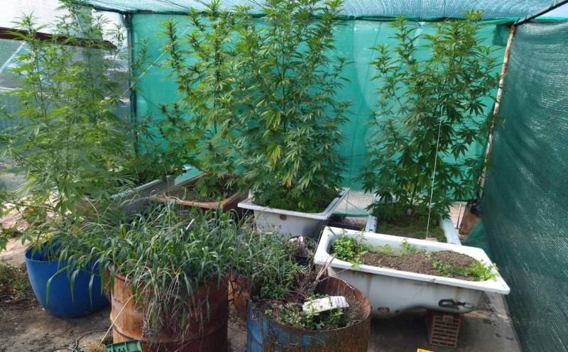 Καλλιεργούσε δενδρύλια κάνναβης στο σπίτι του