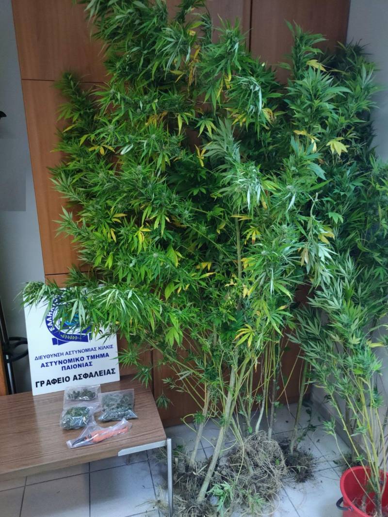 Καλλιεργούσε σε δύο ειδικά διαμορφωμένους χώρους 13 δενδρύλλια κάνναβης