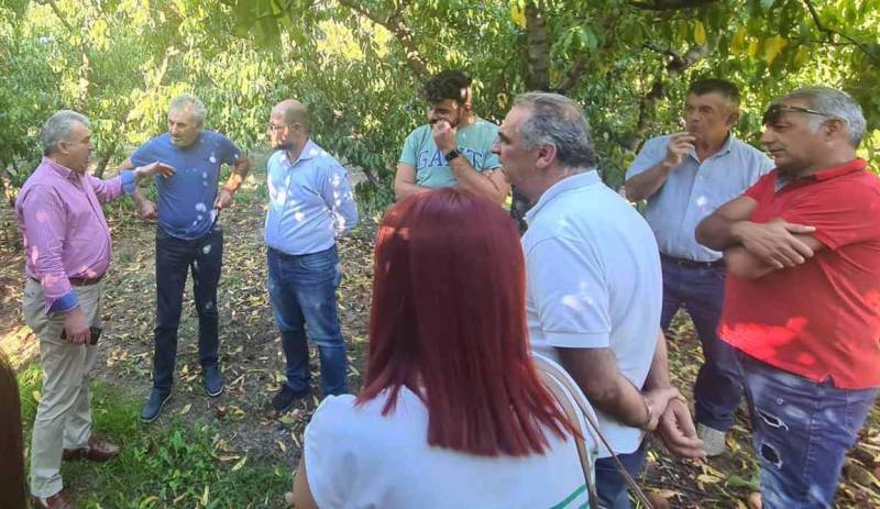 Κλιμάκιο του ΠΑΣΟΚ επισκέφτηκε καλλιέργειες πυρηνόκαρπων στις περιοχές που έχουν πληγεί από τις συνεχόμενες καλοκαιρινές βροχοπτώσεις