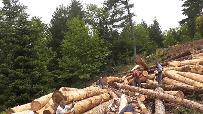 Αύξηση 15% στις τιμές αποζημίωσης των υλοτόμων των ΔΑΣΕ