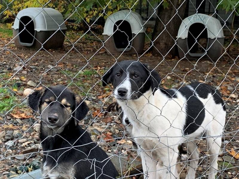 Η Λαϊκή Συσπείρωση Βέροιας για τα αδέσποτα ζώα
