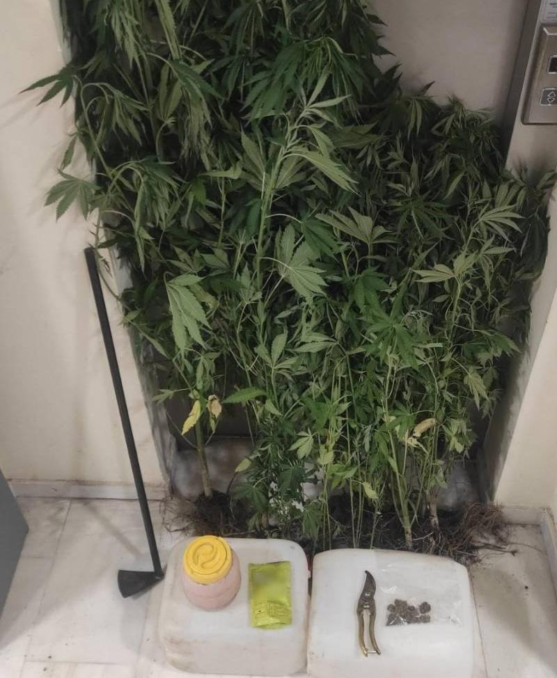 Καλλιεργούσε σε ειδικά διαμορφωμένους χώρους δενδρόβια κάνναβης