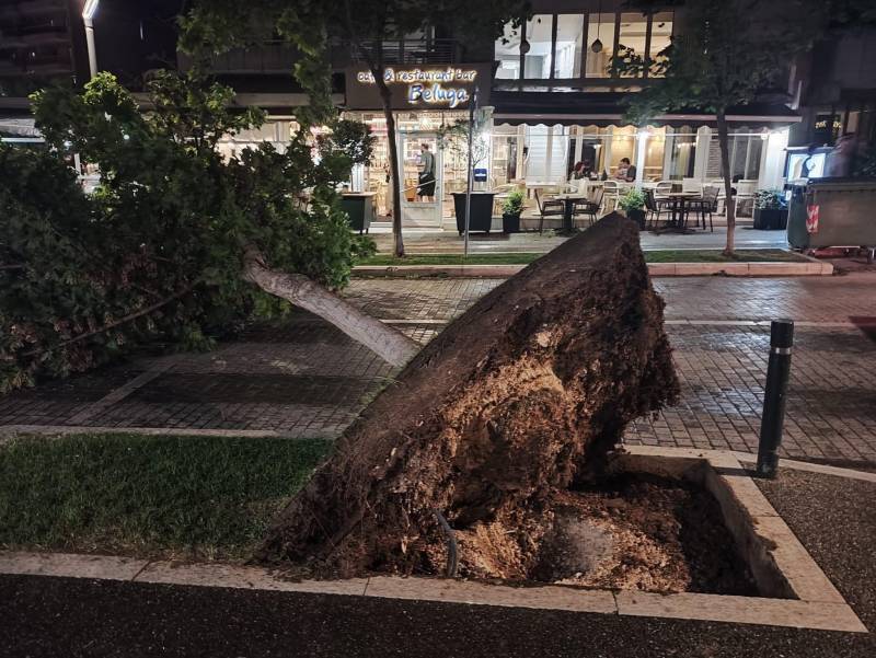 Βέροια: Ξηλώθηκε δένδρο στην οδό Ελιάς