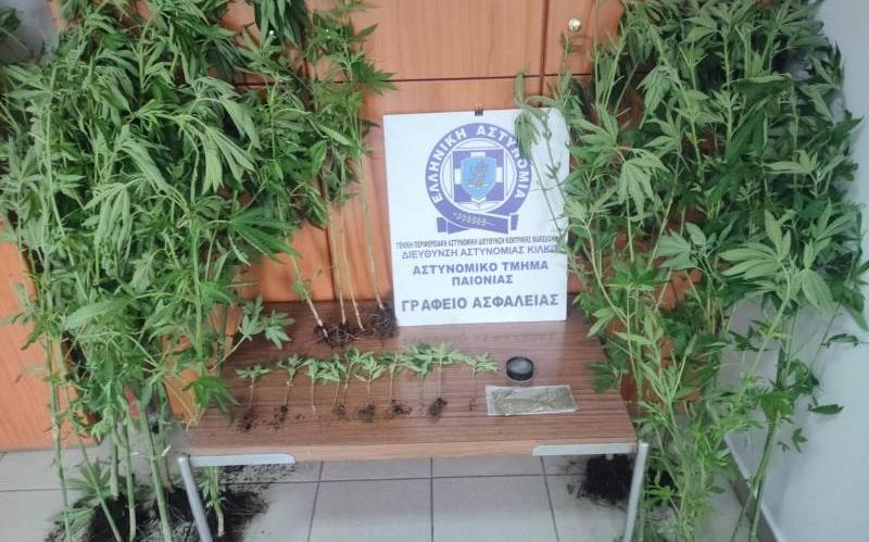 Συνελήφθη ένα άτομο για καλλιέργεια δενδρυλλίων κάνναβης – Κατασχέθηκαν 31 δενδρύλλια