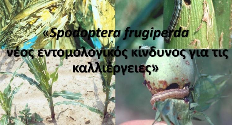 Εσπερίδα στην Αλεξάνδρεια με θέμα νέο εντομολογικό κίνδυνο για τις καλλιέργειες