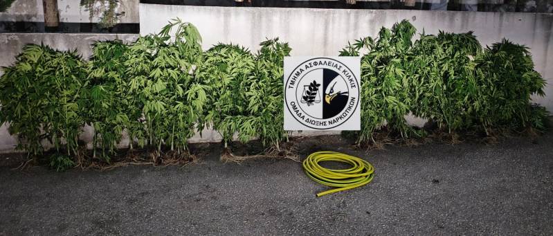 Συνελήφθη ένα άτομο για καλλιέργεια 70 δενδρυλλίων κάνναβης