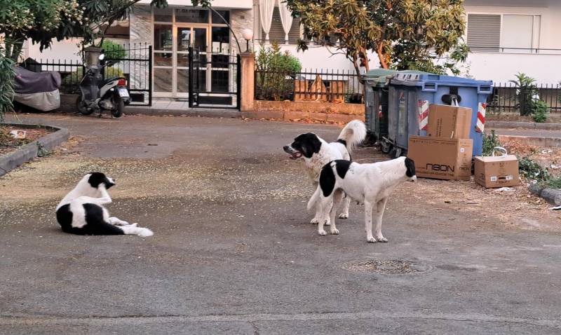 Αδέσποτη σκυλίτσα στον Προμηθέα πολλαπλασιάζει τον πληθυσμό των αδέσποτων