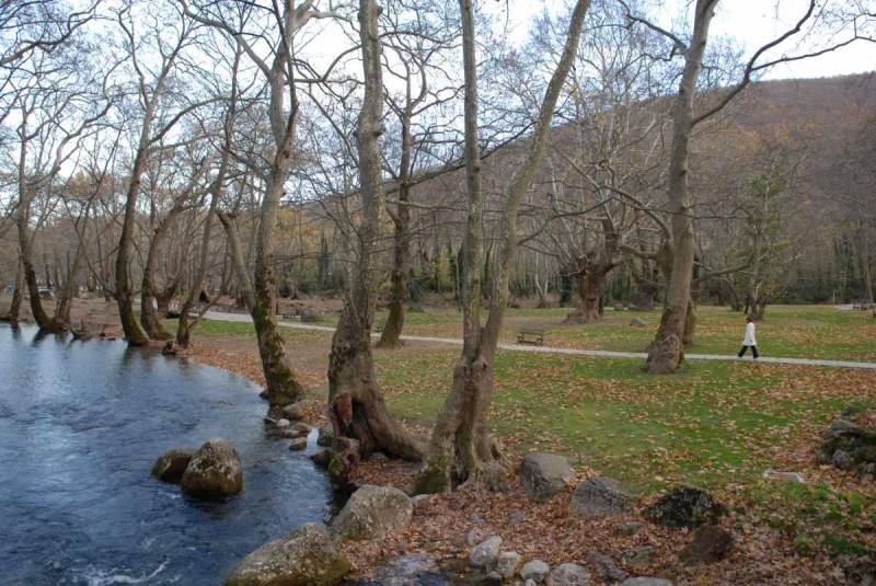 Πρόωρη φυλλόπτωση στα πλατάνια του Αγίου Νικολάου