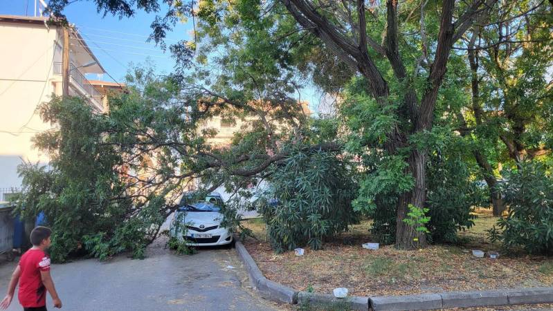 Μεγάλος βραχίονας δένδρου έσπασε και έπεσε σε πάρκο του Προμηθέα στην Βέροια