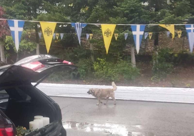Επιθετικός σκύλος στην Παναγία Σουμελά