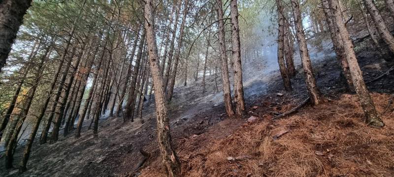 Φωτιά σε δασική περιοχή στα Ριζώματα αντιμετωπίστηκε άμεσα