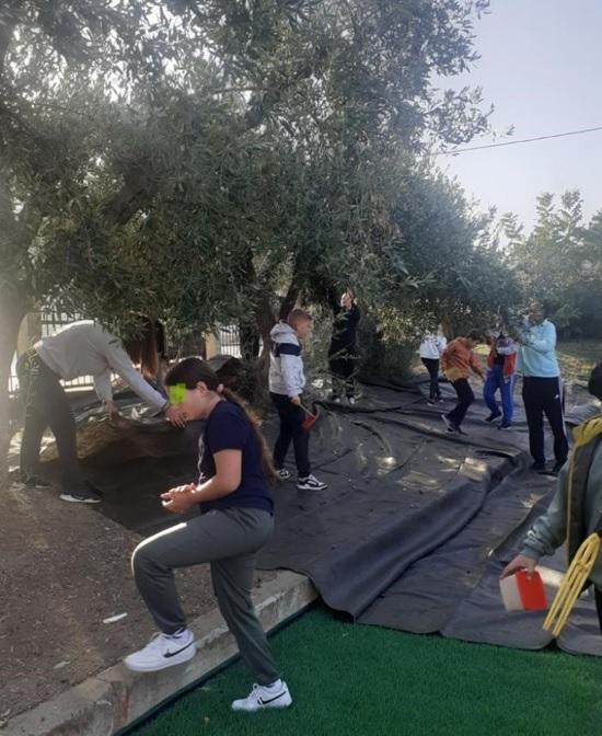 Μάζεμα ελιάς στο Δημοτικό Σχολείο Αγίας Βαρβάρας