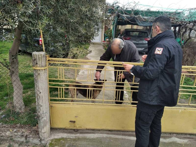 Νάουσα: Συνεχίζονται οι έλεγχοι για τα δεσποζόμενα ζώα συντροφιάς