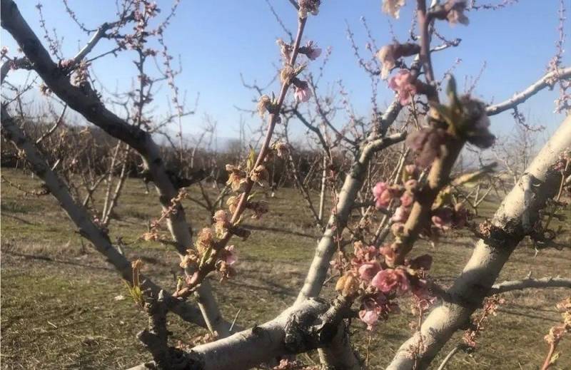 Υποβολή δηλώσεων για ζημιές από παγετό στα Μονόσπιτα