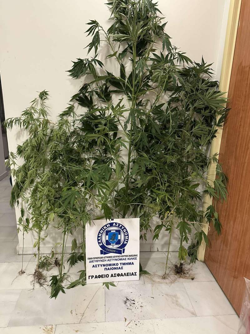 Σύλληψη άνδρα για καλλιέργεια δενδρυλλίων κάνναβης σε εκχερσωμένο αγροτεμάχιο