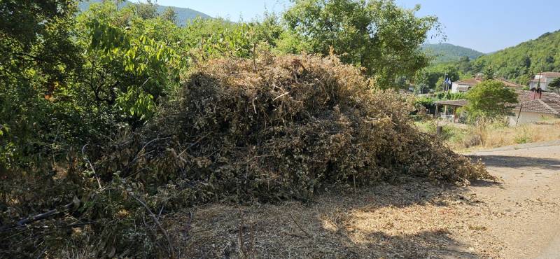 Γεωργιανοί: Ξερά κλαδιά “βόμβα” στα όρια της δασικής περιοχής