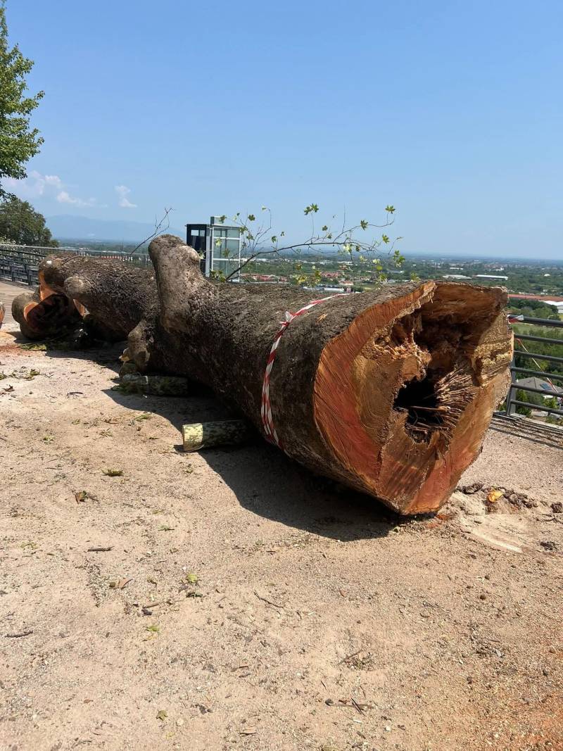 Κόπηκε το πλατάνι στο πάρκο της Ελιάς