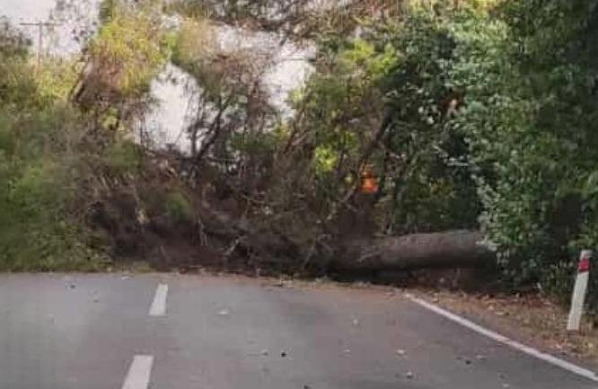 Πτώση δέντρου από ισχυρό άνεμο έκλεισε τον δρόμο Νάουσας – Σκύδρας στη Μαρίνα