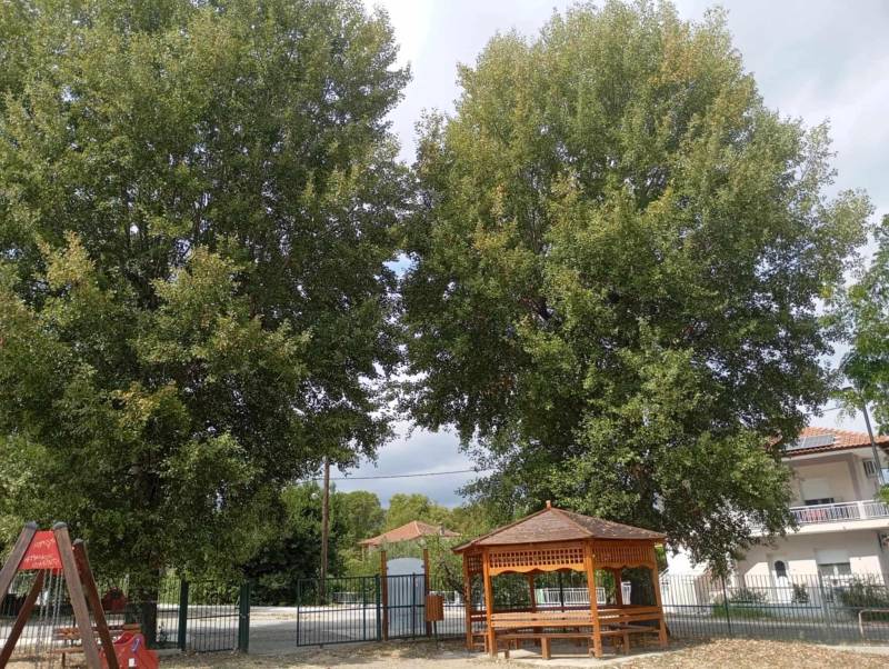 Ανησυχία στον Τρίλοφο για δύο δέντρα δίπλα στην παιδική χαρά