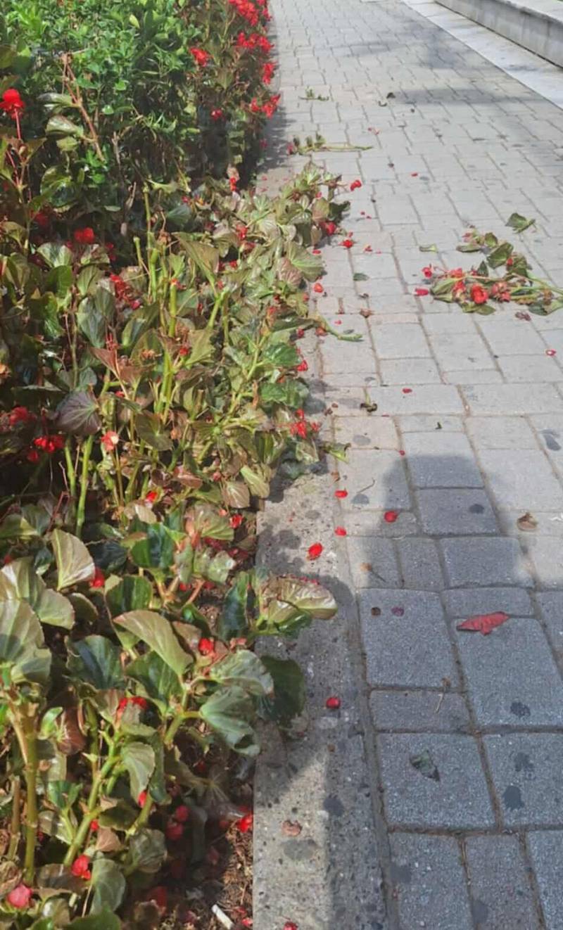 Άγνωστοι κατέστρεψαν τις μπιγκόνιες στο Δημαρχείο Βέροιας