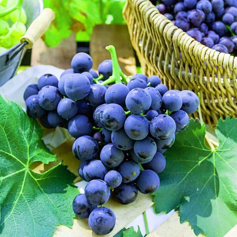 ReGrape Project: Τρόφιμα νέας γενιάς από παραπροϊόντα οινοποιείων