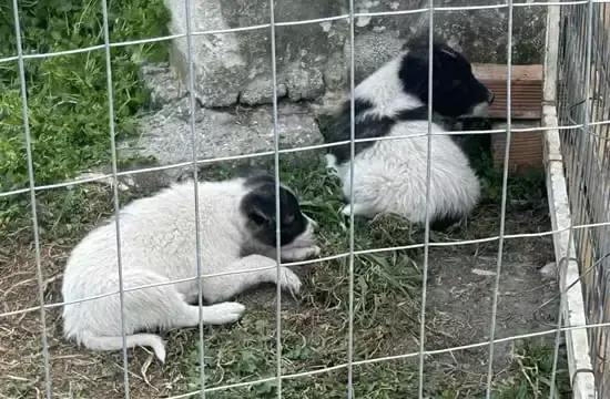Μήνυση για εγκατάλειψη νεογέννητων κουταβιών από τον Δήμο Αλεξάνδρειας