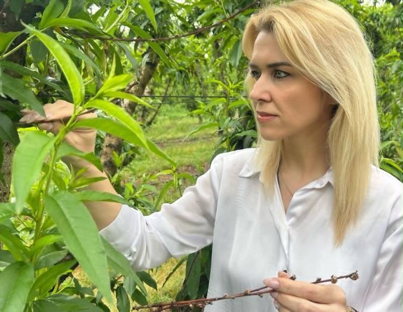 «Ξήρανση της ροδακινιάς»: Η ανάγκη για άμεση επιστημονική εγρήγορση και ολιστική στήριξη του παραγωγού