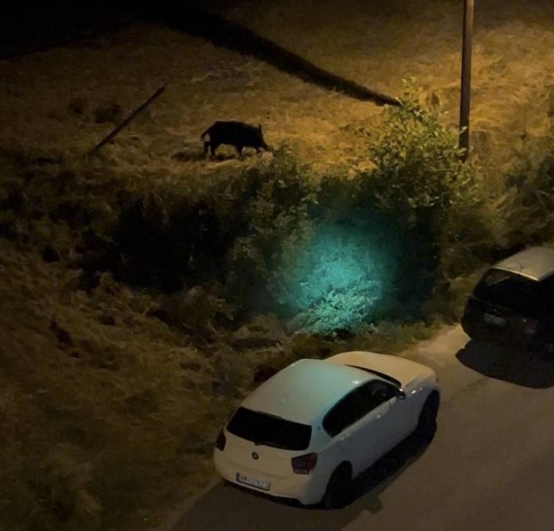 Αγριογούρουνα… κάνουν «βόλτες» στη Βέροια – Κοπάδι 14 ζώων καταγράφηκε στον Προμηθέα