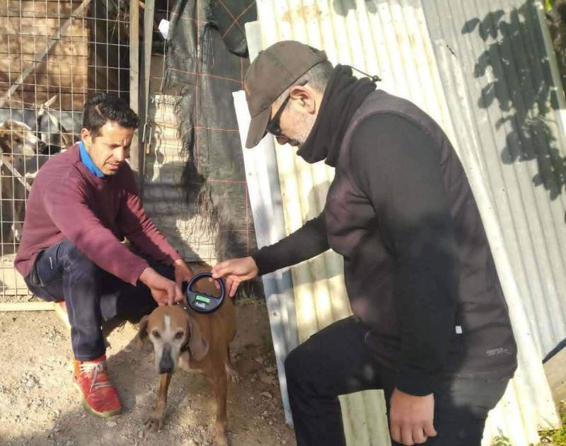 38 κυνηγόσκυλα στο μικροσκόπιο των ελέγχων της Δημοτικής Αστυνομίας Νάουσας