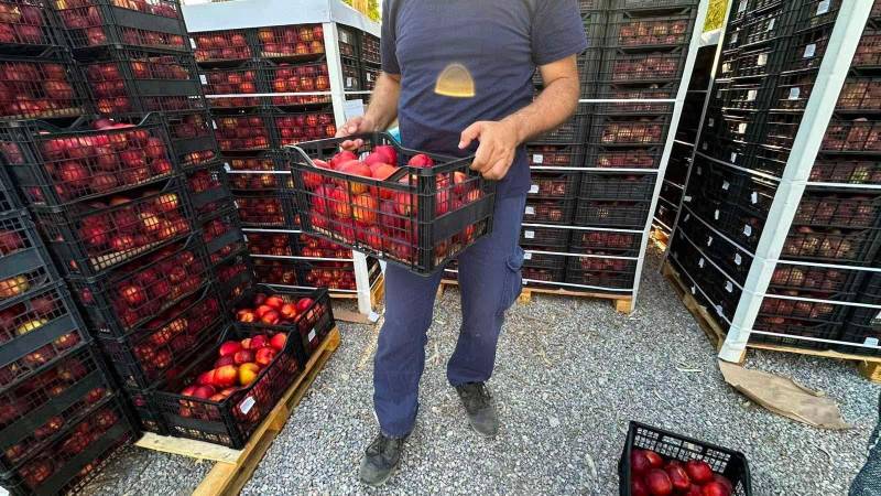 Από τους οπωρώνες της Βέροιας και της Νάουσας στα τραπέζια εκατοντάδων οικογενειών στον Πειραιά