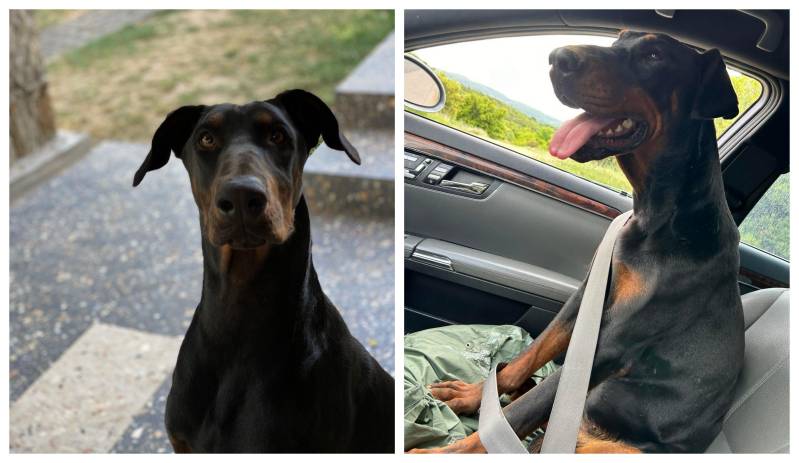 Εξαφανίστηκε σκύλος Doberman στην περιοχή Πατρίδας – Έκκληση για βοήθεια στον εντοπισμό του