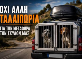 Κυνηγετικός Σύλλογος Βέροιας: Τι ισχύει για τα κουτιά μεταφοράς σκύλων στα οχήματα