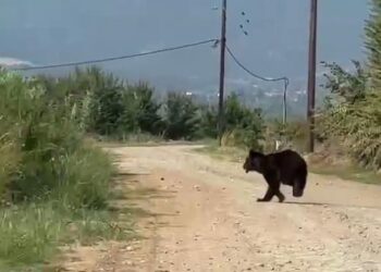 Αρκούδα εμφανίστηκε στην περιοχή των αντλιοστασίων της Μελίκης