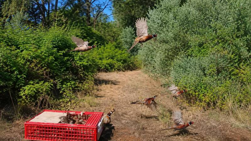 Απελευθερώσεις φασιανών από τον Κυνηγετικό Σύλλογο Βέροιας