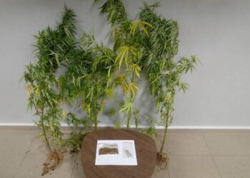 Τέσσερα δενδρύλλια κάνναβης βρέθηκαν σε αποθήκη – Μία σύλληψη