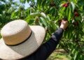 De minimis: Πληρώθηκαν 22 εκατ. ευρώ – Στους δικαιούχους και κερασοπαραγωγοί της Ημαθίας