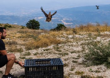 Απελευθερώσεις πετροπέρδικας από τον Κυνηγετικό Σύλλογο Βέροιας