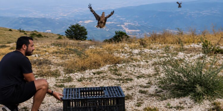 Απελευθερώσεις πετροπέρδικας από τον Κυνηγετικό Σύλλογο Βέροιας