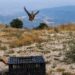 Απελευθερώσεις πετροπέρδικας από τον Κυνηγετικό Σύλλογο Βέροιας