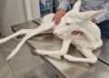 Ημαθία: Σώθηκε σπάνιο λευκό ζαρκάδι που τραυματίστηκε σε τροχαίο
