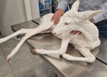 Ημαθία: Σώθηκε σπάνιο λευκό ζαρκάδι που τραυματίστηκε σε τροχαίο