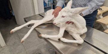 Ημαθία: Σώθηκε σπάνιο λευκό ζαρκάδι που τραυματίστηκε σε τροχαίο