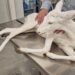 Ημαθία: Σώθηκε σπάνιο λευκό ζαρκάδι που τραυματίστηκε σε τροχαίο