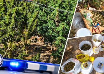 Ημαθία: Συνελήφθη άνδρας με 6 τρίμετρα δενδρύλλια κάνναβης και σχεδόν 3 κιλά κάνναβης