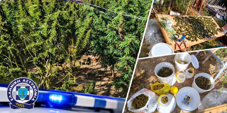 Ημαθία: Συνελήφθη άνδρας με 6 τρίμετρα δενδρύλλια κάνναβης και σχεδόν 3 κιλά κάνναβης